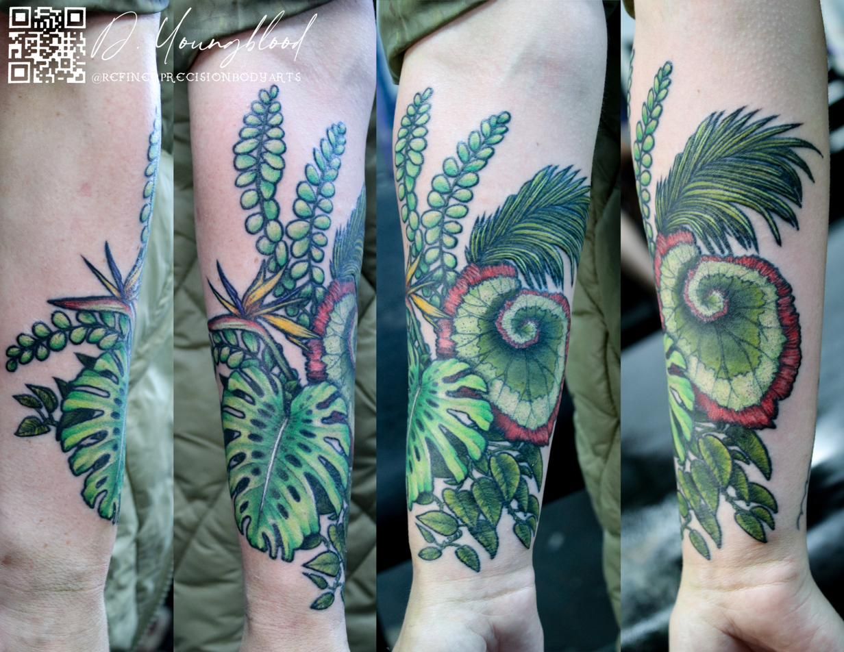 Ferns